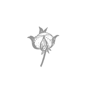 algodon